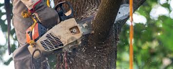 Best Storm Damage Tree Cleanup  in Sulphur, LA